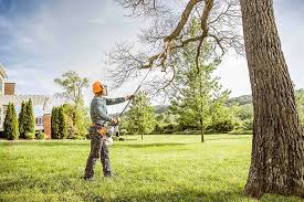 Professional Tree Care in Lloyd Harbor, NY