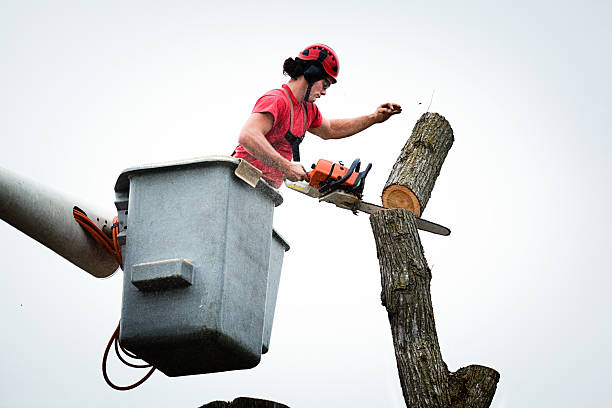 Best Tree Disease Treatment  in Lloyd Harbor, NY