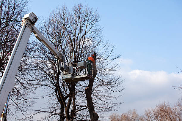How Our Tree Care Process Works  in  Lloyd Harbor, NY
